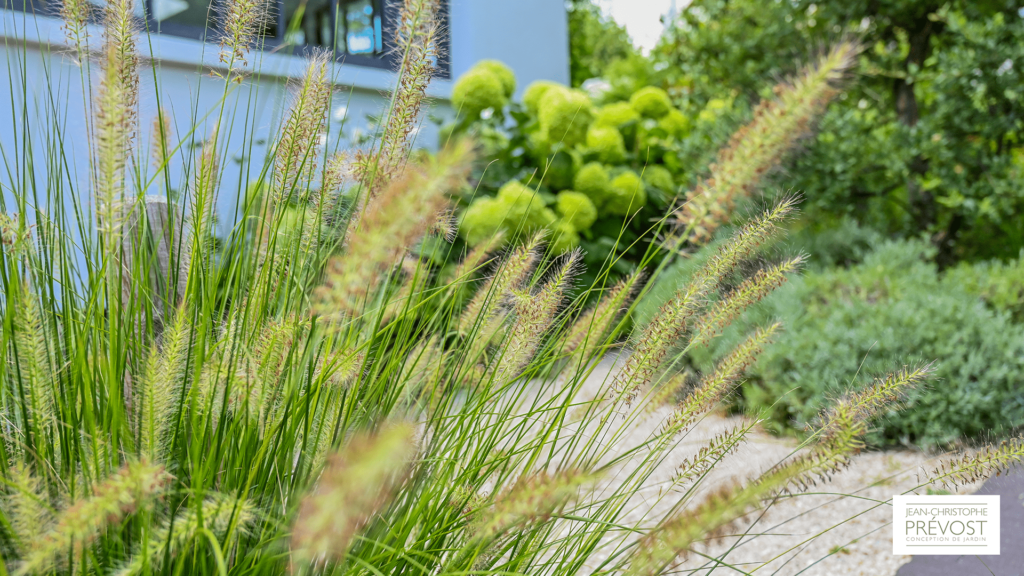 Photo de plante dans un jardin de maison à Colombes