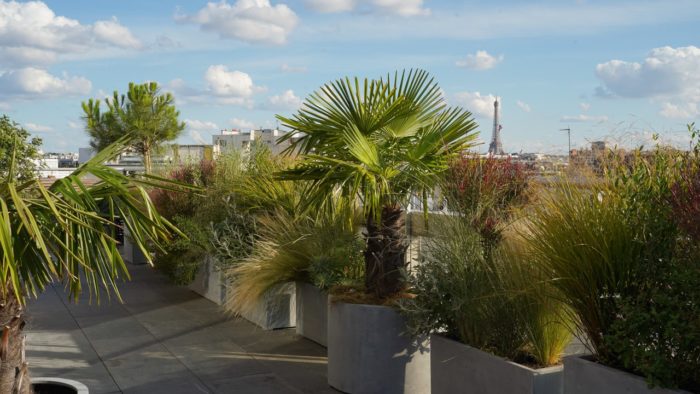 Végétalisation d'un terrasses avec vu sur la Tour Eiffel à Paris