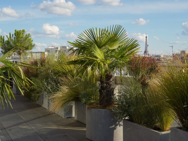 Végétalisation d'un terrasses avec vu sur la Tour Eiffel à Paris