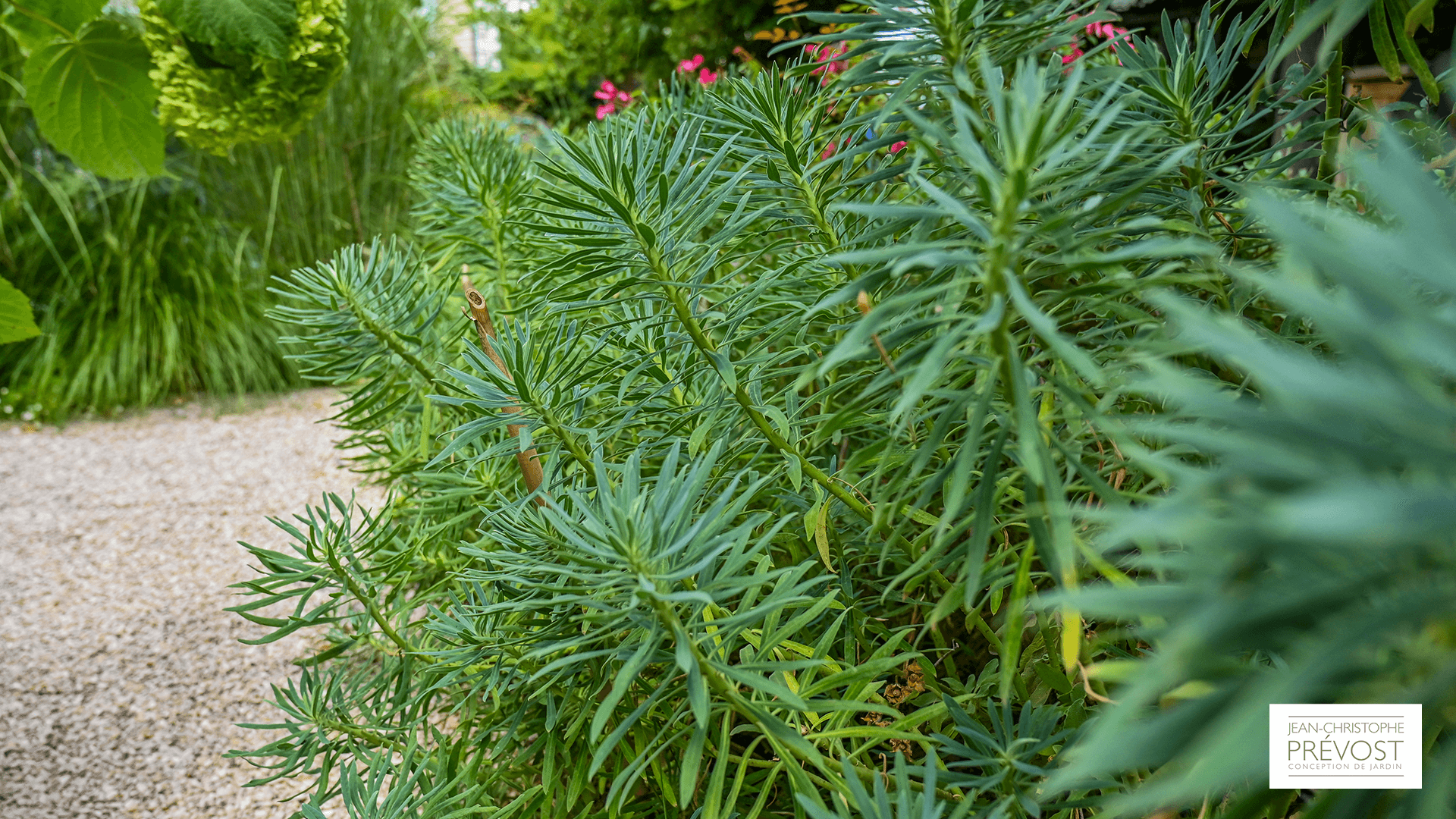 Sélection d'un buisson adapter avec l'ambiance du jardin