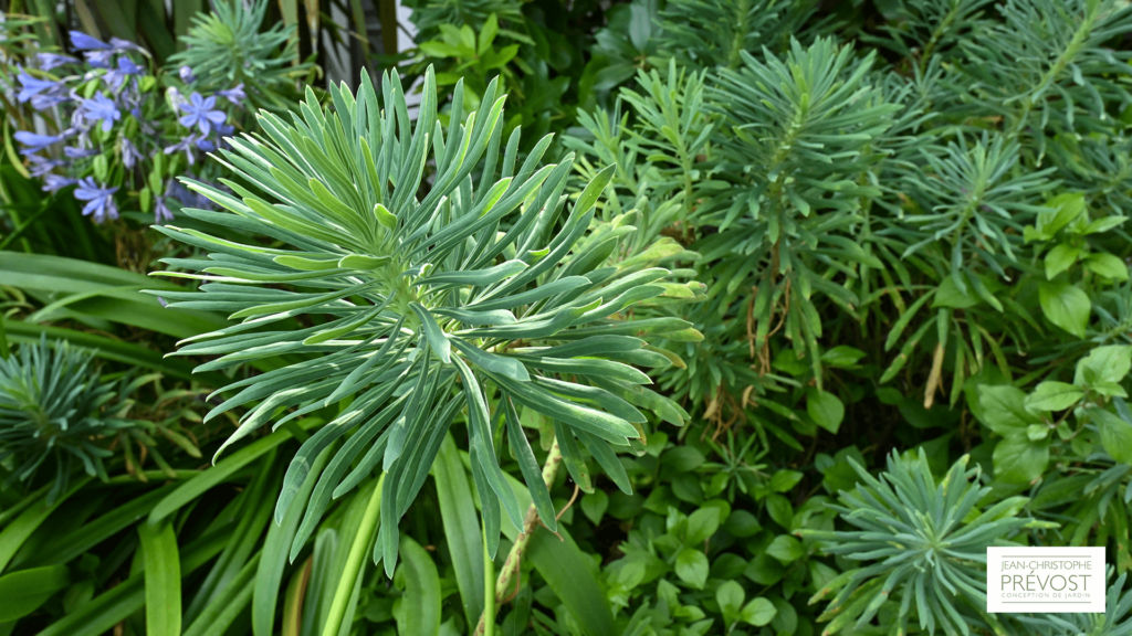 Sélection d'une plantes de jardin précieux