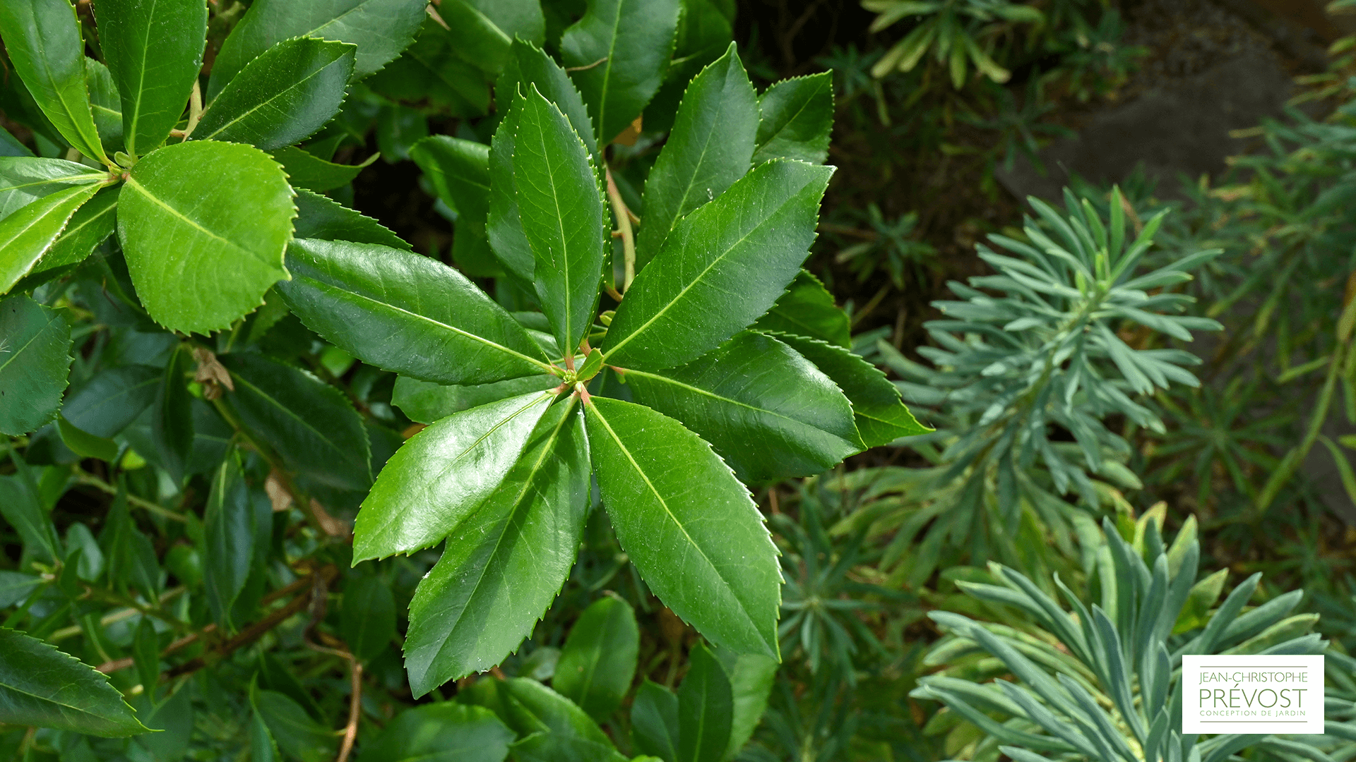 Feuilles d'arbustes dans un jardin